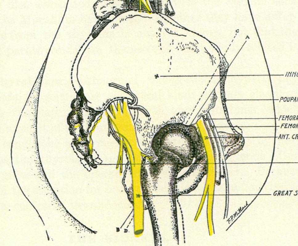 Body Framework