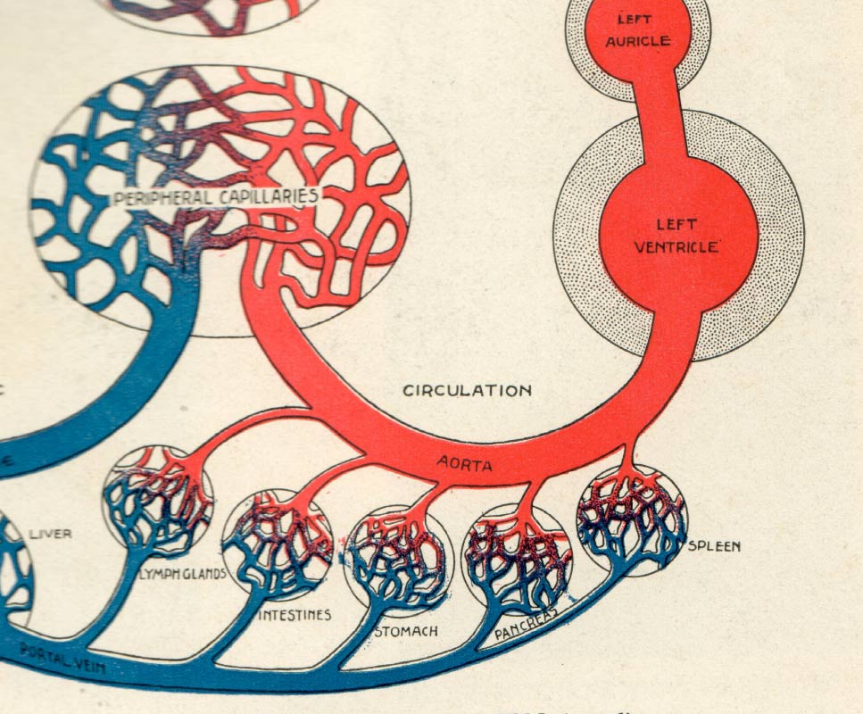 Circulatory System