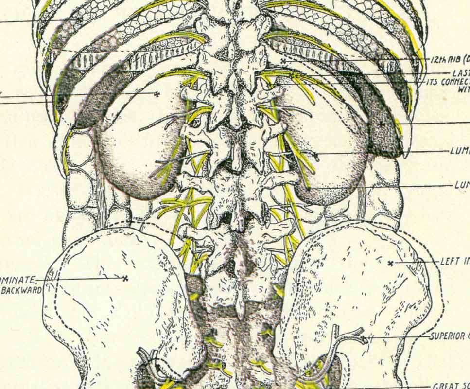 Kidneys