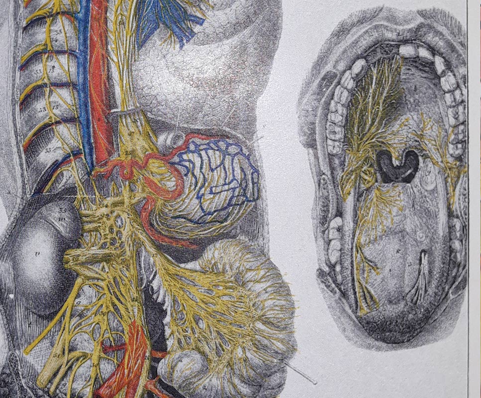 Sympathetic Nervous System