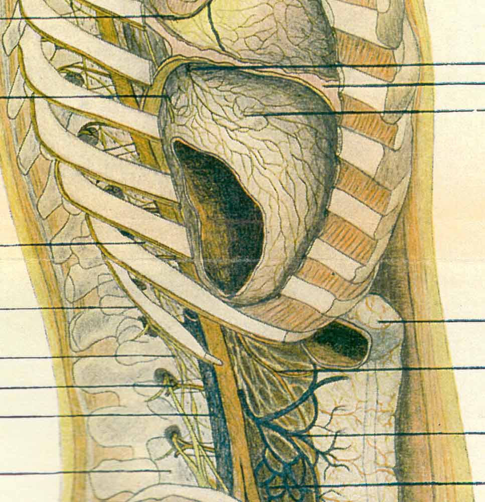 Vasomotor System